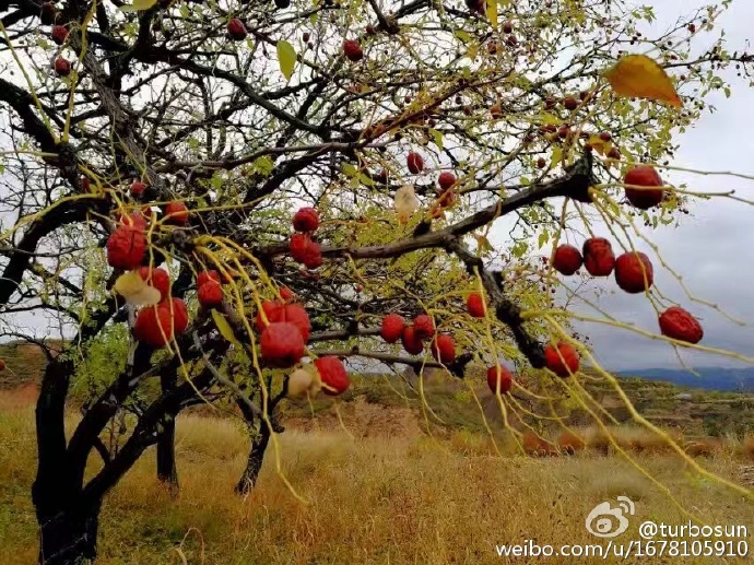 孙俪家的枣熟了，网友很给力，纷纷表示想要购买